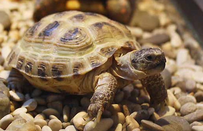 Черепахи фото