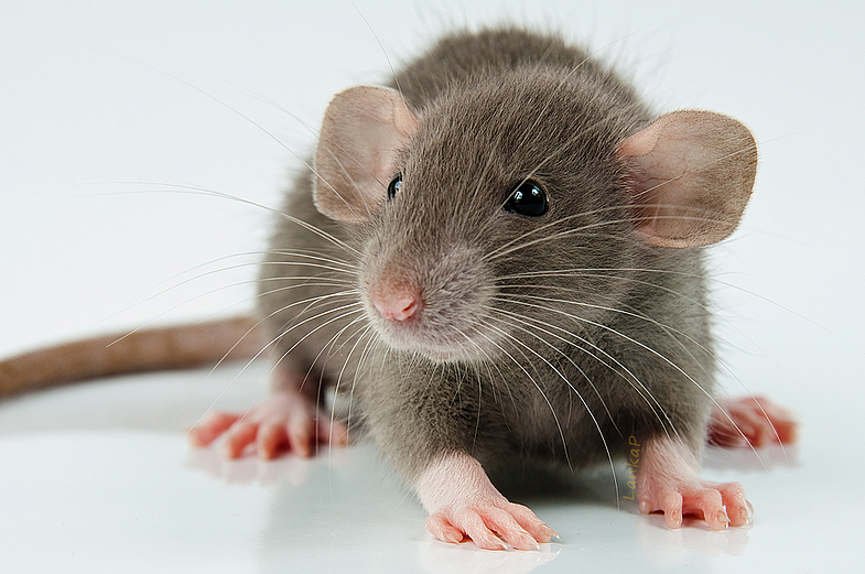 Домашняя крыса: фото, уход