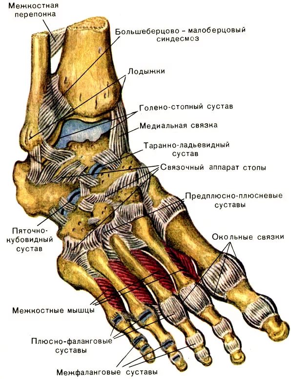 Анатомическое строение стопы
