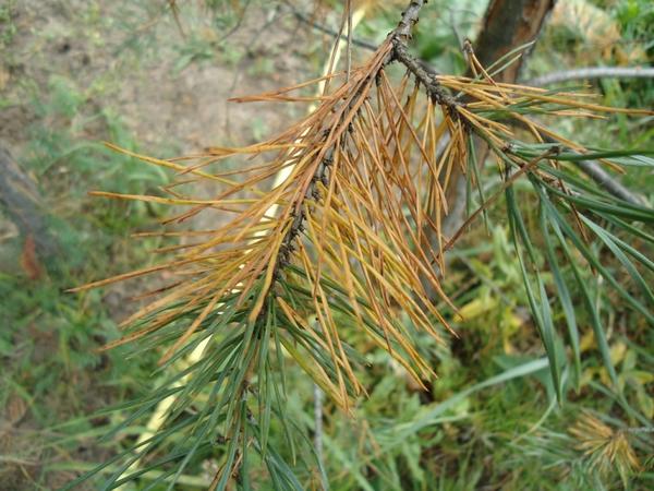 Шютте сосны 