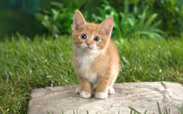 котенок